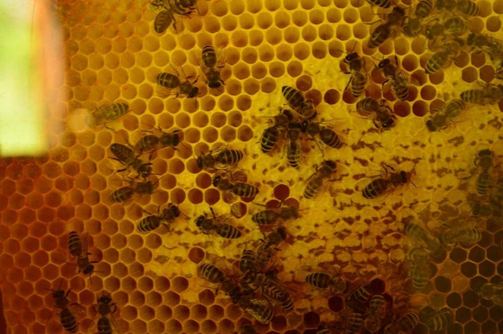 Sleeping With The Bees Kozjak Kobarid Exterior photo