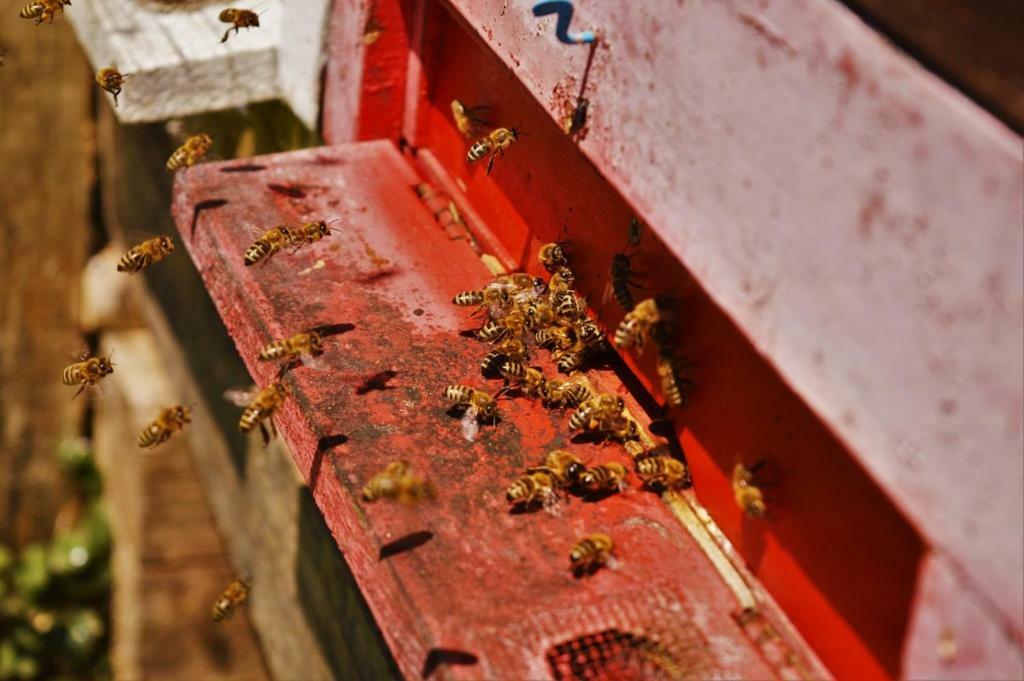 Sleeping With The Bees Kozjak Kobarid Exterior photo