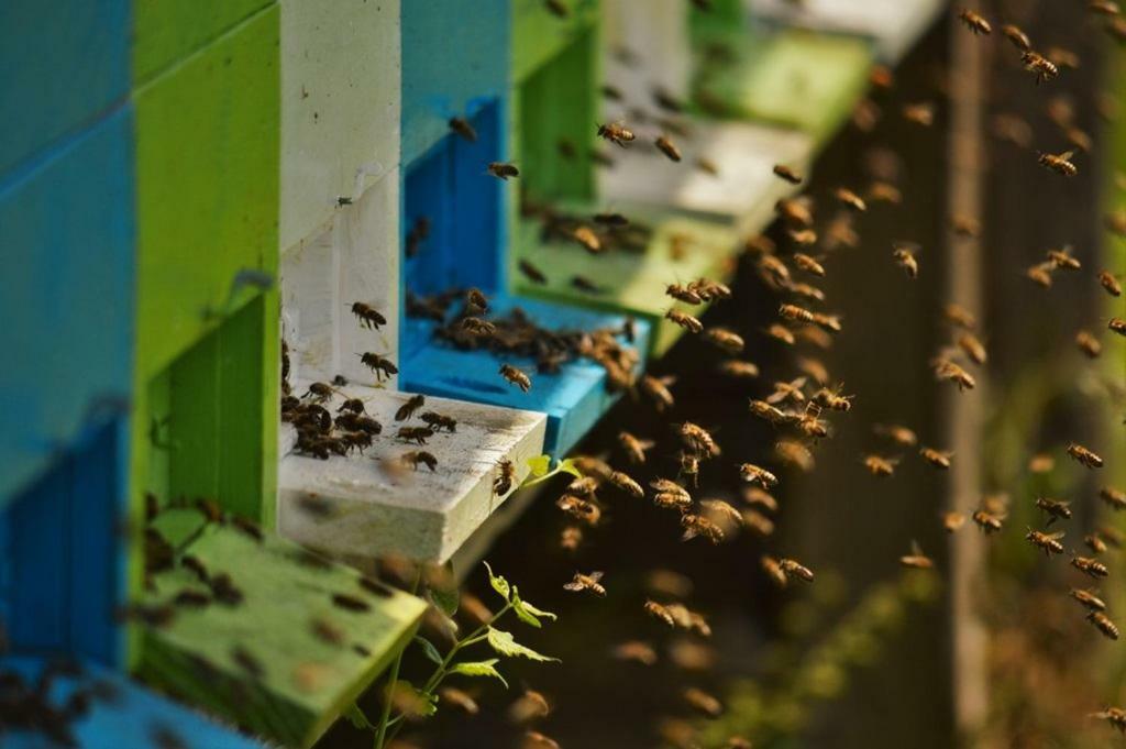 Sleeping With The Bees Kozjak Kobarid Exterior photo